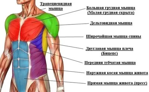 Верхние группы мышц