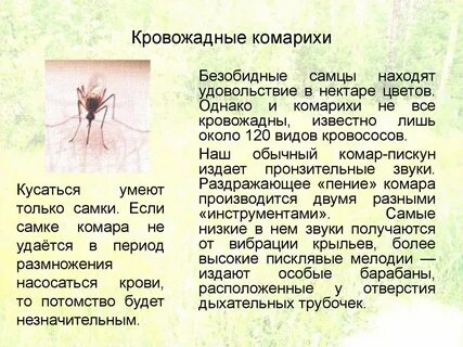 Погода комариха