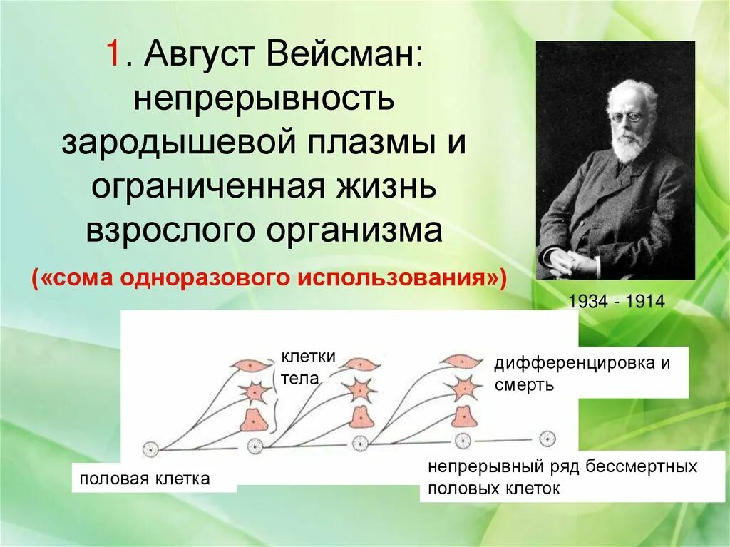 Развитие теории наследственности. Теория Вейсмана. Теория эволюции Вейсмана. Теория зародышевой плазмы. Теория зарожышевой плазсв.