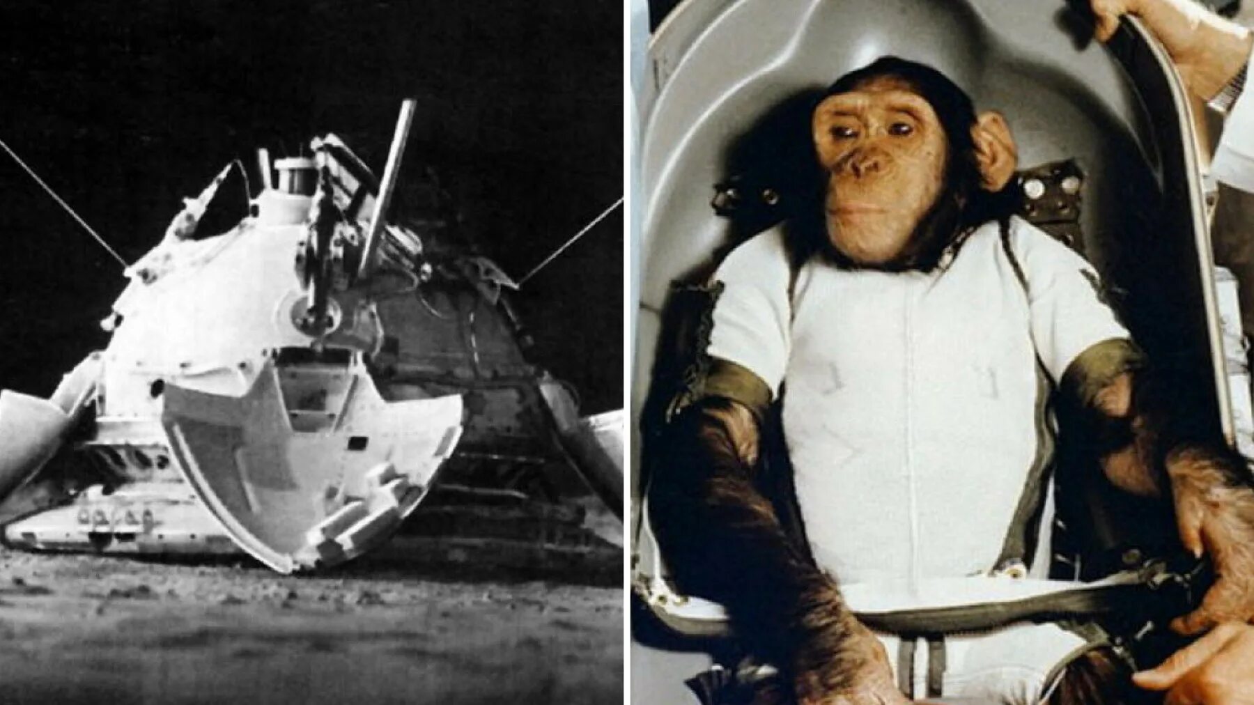 Обезьяны первыми полетели в космос. Обезьяны в космосе 1959 Эйбл и Бейкер. Шимпанзе Хэм космонавт.