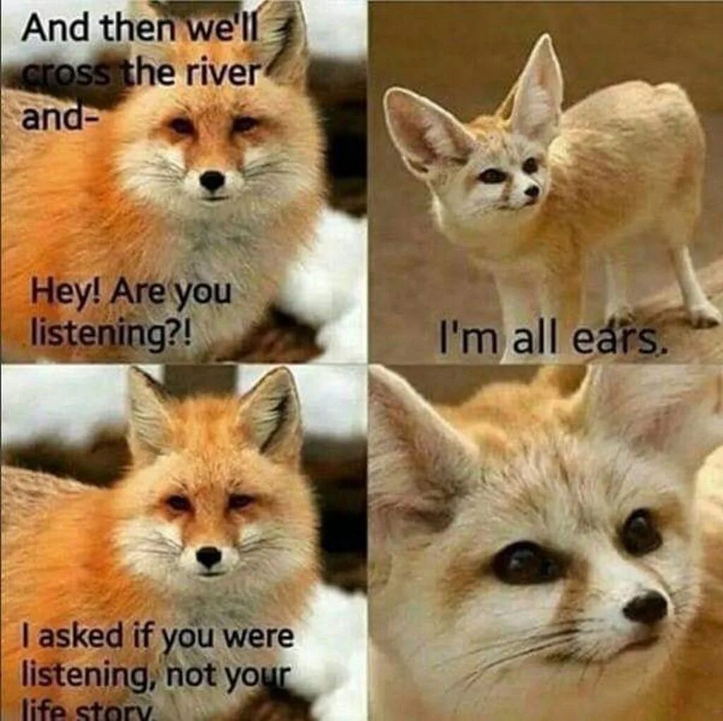 You are all ears. I am all ears. fennec fox memes. фенек мем. беби фокс мем.