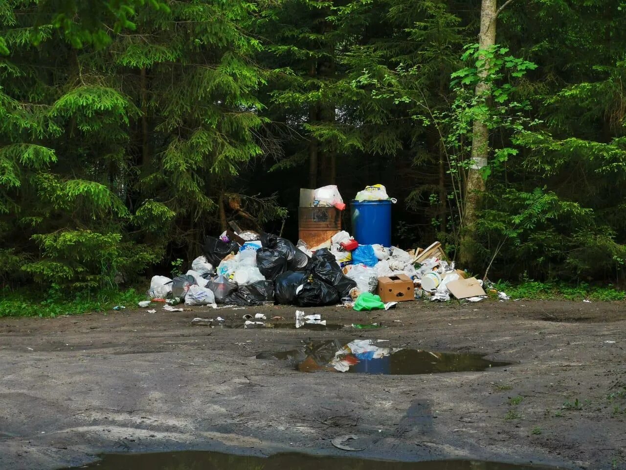 Засорять природу. Загрязнение лесов. Загрязнение мусором.