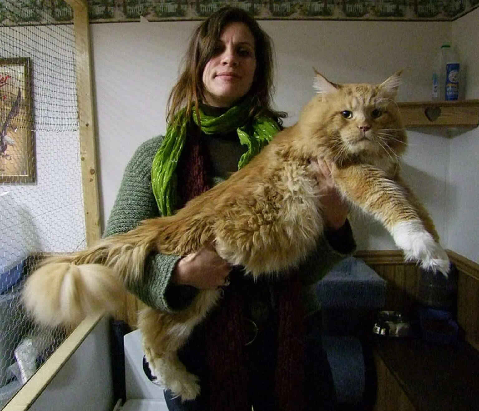 Породы больших кошек фото. Кошка Мейн кун. Большая кошка Мейн кун. Гигантский кот Мейн кун. Порода Мейн кун большой.