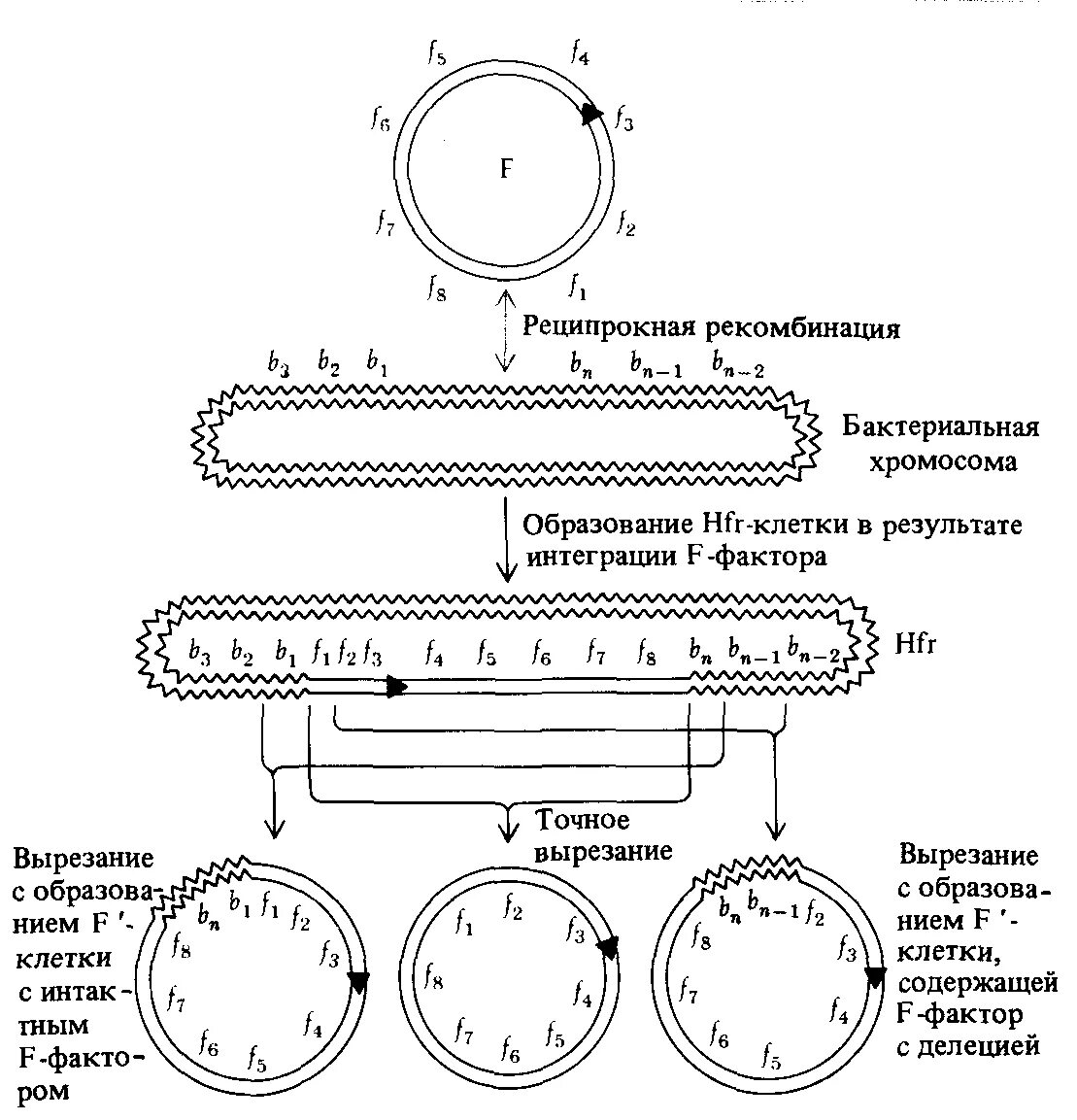 Определение рекомбинации. Фактор высокочастотной рекомбинации. реципрокная рекомбинация. ударная рекомбинация. реципрокные рекомбинанты это.