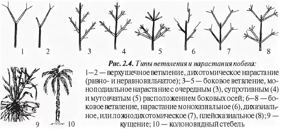 Дихотомическое ветвление побега. Симподиальное ветвление побега. Типы ветвления побегов. Типы нарастания и ветвления побегов.