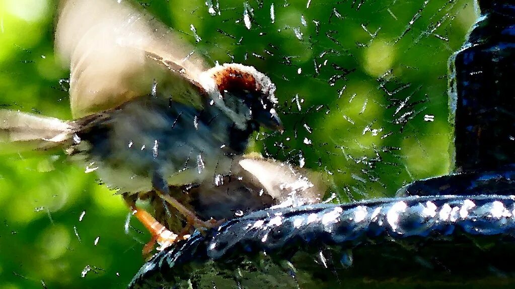 Птицы купаются в муравейнике. Фото красивых птичек купаются брызги. Какая птица купается в муравьях. Birds take a Bath.
