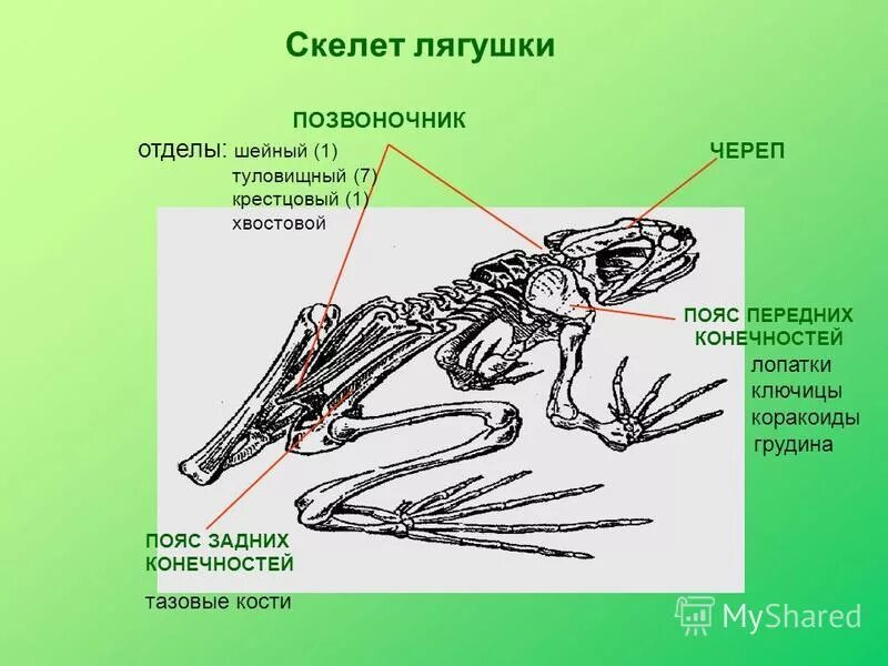 Скелет лягушки позвоночник. Скелет лягушки кости позвоночника. Скелет лягушки пояс передних конечностей. Скелет лягушки шейный отдел. Класс земноводные строение лягушки скелет.