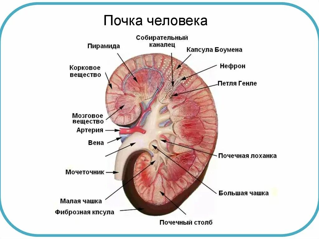 Лоханка латынь. Строение почки человека паренхима. Почка строение анатомия ЕГЭ. Паренхима корковое и мозговое вещество почки. Срез почки человека строение.