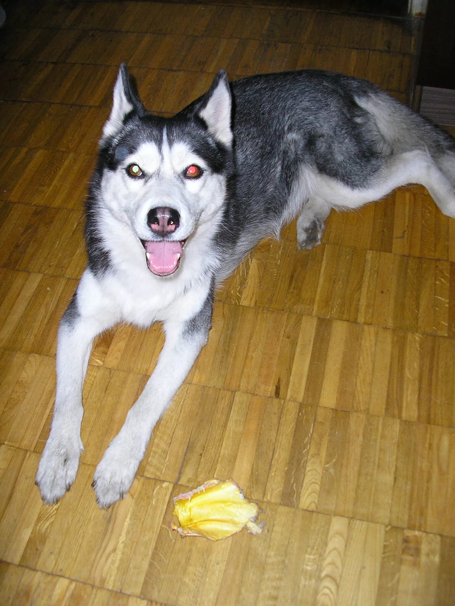 домашняя собака хаски. сибирский хаски мраморный. хаски домашние. сибирский хаски. западно сибирская лайка на цепи.