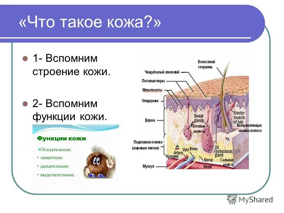 функции кожи. функции кожи уход за кожей. функции кожи уход за кожей. покров кожи человека. гигиена кожи.