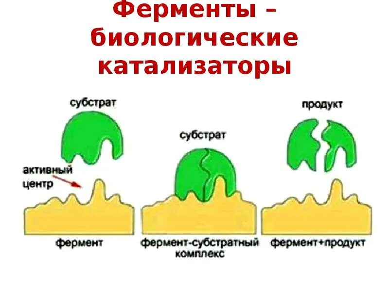 Ферменты биологические катализаторы. Ферменты как биологические катализаторы. Ферменты это в биологии. Как выглядят ферменты. Ферменты имеют природу