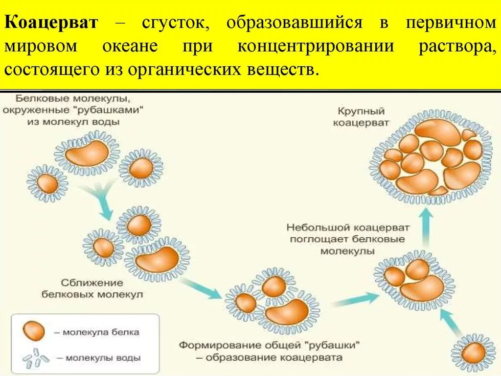 Белково-коацерватная теория Опарина схема. Опарин теория коацерватов. Коацерватная гипотеза. Коацерваты первые живые организмы. Жизнь возникла в первичном