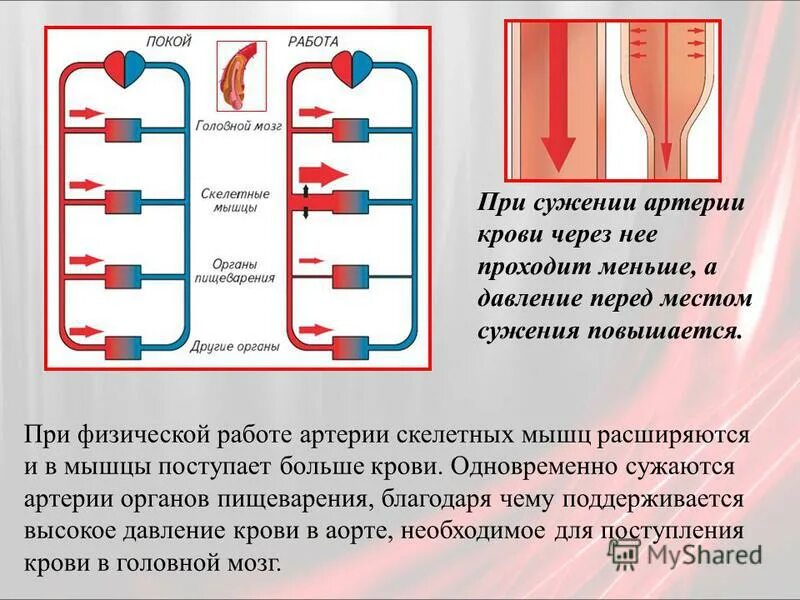 при высоком давлении сосуды сужаются. при низком давлении сосуды расширяются или сужаются. при повышении давления. кофе в белой чашке. утолщенные стенки сосудов.
