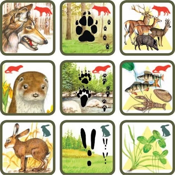 Карточка обитатели. Дикие животные леса игра «кто что ест» пазл. Игра чьи следы Дикие животные. Карточки где чей след и кто чем питается. Карточки животных для детей.