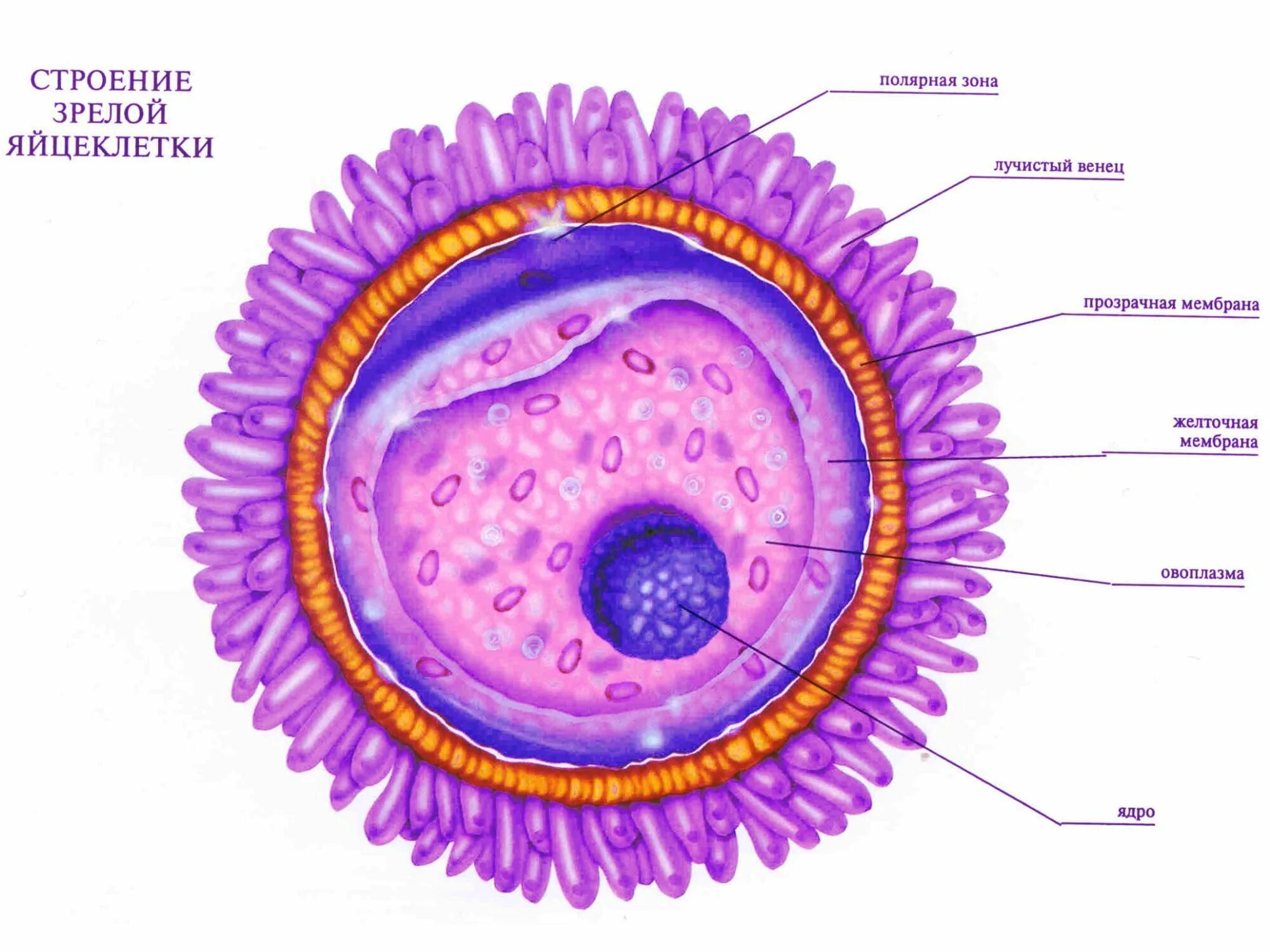 Строение половых клеток яйцеклетка. Строение яйцеклетки млекопитающего. Строение яйцеклетки человека гистология. Строение яйцеклетки и сперматозоида человека. Яичник зигота
