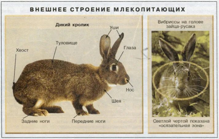 Заяц 3 класс русский язык. Внешнее строение млекопитающих 7 класс. Внешнее строение млекопитающих 7 класс биология. Внешнеестраение млекопитающих. Внешное строение млекопита.
