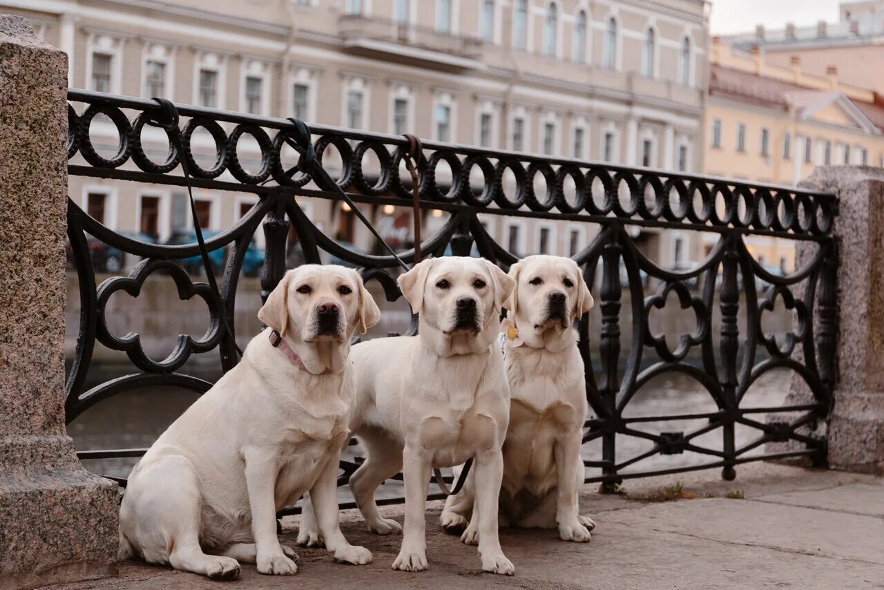 Старотипная немецкая овчарка. Болонка петербургская орхидея. Питомник бальдрсенс. Питомник собак петербург. Питомник собак петербург.