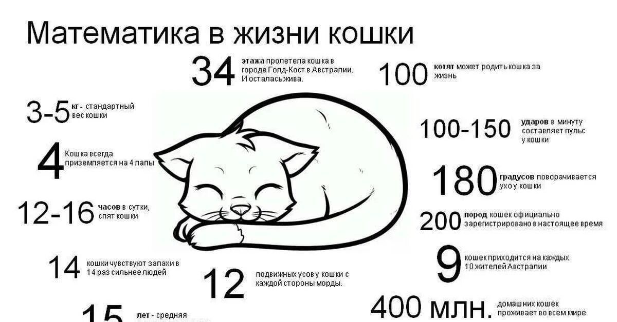 Содержание котенка