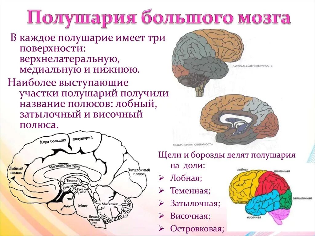 Какое полушарие головного мозга