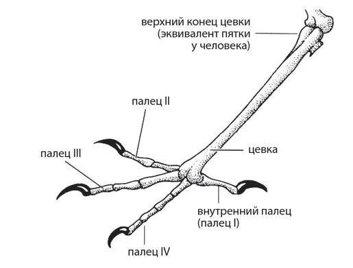 Кости пояса задних конечностей у птиц. Скелет задних конечностей Пти. Скелет птицы строение пояс задних конечности. Скелет птицы пояс задних конечностей. Пояс передней конечности скелет птицы.