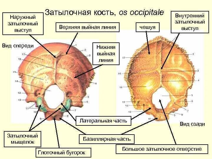 Мыщелок черепа. Кости черепа затылочная кость анатомия. Строение затылочной кости черепа анатомия. Затылочная кость Синельников. Наружный гребень затылочной кости.