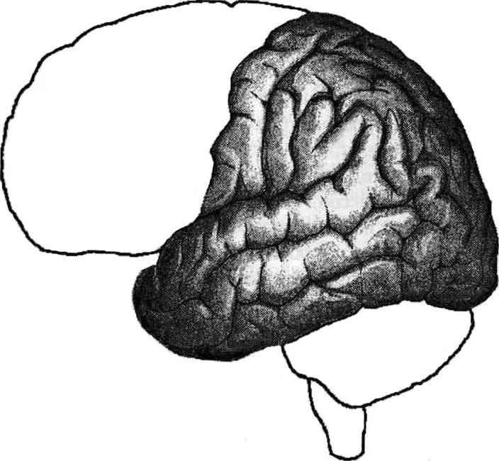 Brain 2 12. Блоки мозга по Лурия 1 блок. Второй блок Лурия. 2 Блок мозга по а.р. Лурия?. Второй функциональный блок мозга.