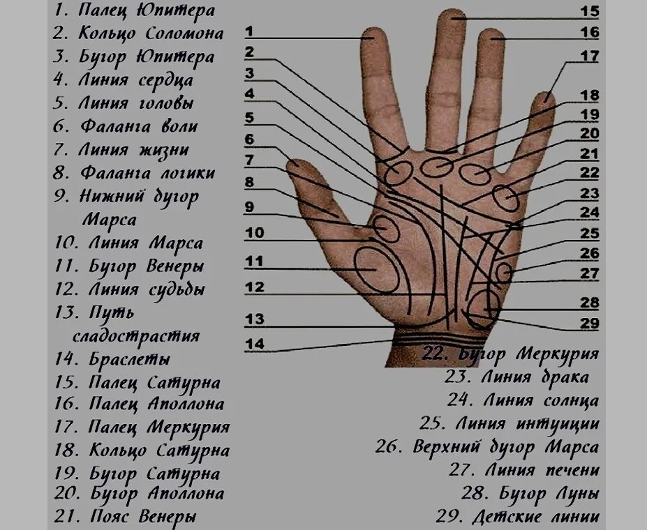 Пальцы на руке название на русском. Хиромантия. Название линий на руке. Хиромантия по руке. Хиромантия линии на пальцах.