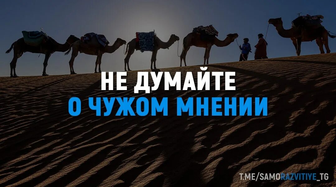 Караван идет собаки лают значение. Караван идет собаки лают значение