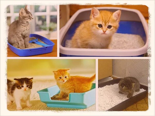 Котенок 2 месяца как приучить к лотку. Как приучить котёнка к лотку. как приручить кошку к лотку. как приручить котёнка к каше. как приручить абиссинского кота к лотку.
