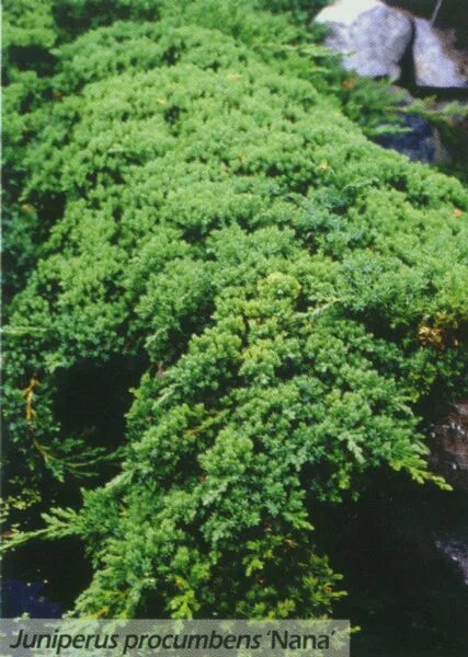 можжевельник китайский спартан. можжевельник казацкий juniperus sabina “tamariscifolia”. можжевельник на букву в. можжевельник на букву в. можжевельник казацкий (juniperus sabina).