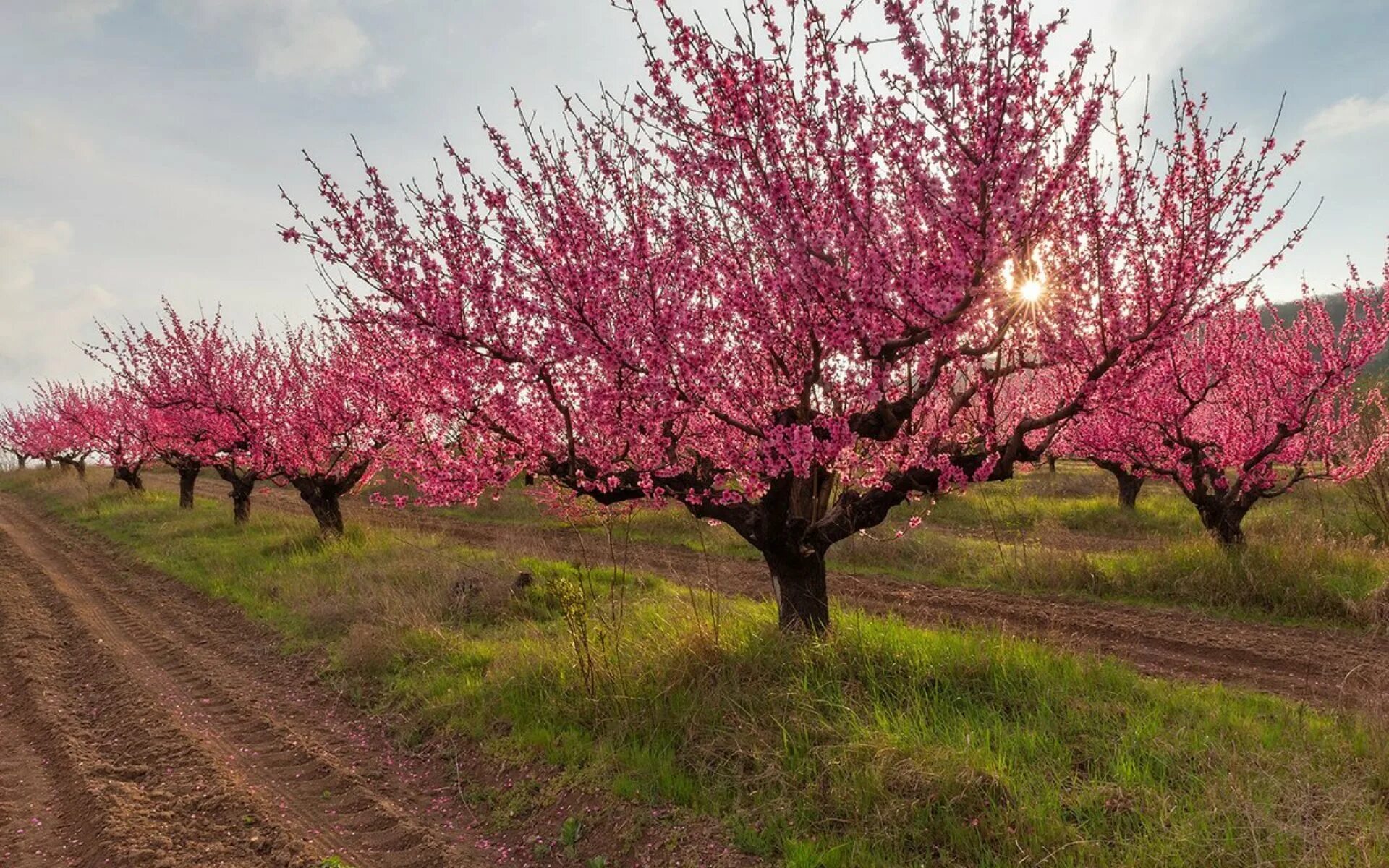 Цветущий персик / Blooming Prunus persica. Персиковые сады Бахчисарай. Цветение персикового дерева в Дагестане. Цветение персика в Крыму. Цветение персика фото