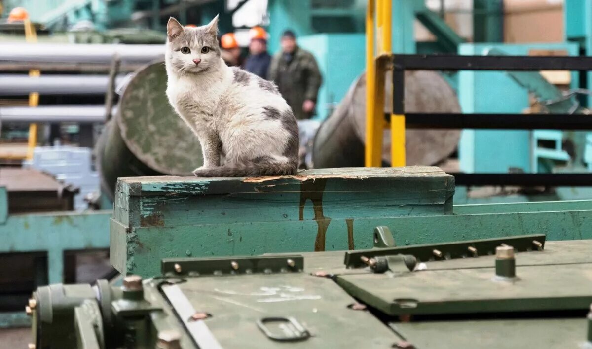 Кот на заводе мем. Кот на заводе. кот в цеху. кот работяга на заводе. коты в цехе.