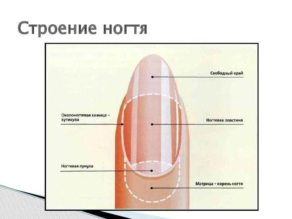 Ногтевая структура. Строение ногтя вид сбоку. Строение ногтя и ногтевой пластины. Строение ногтя анатомия. Ноготь строение анатомия схема.