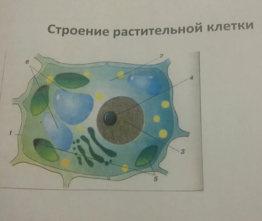 Клетка 5 на 5 рисунки. Рисунок растительной клетки 5 класс биология. Растительная клетка рисунок биология. Растительная клетка 5 класс. Клетка растения 6 класс.