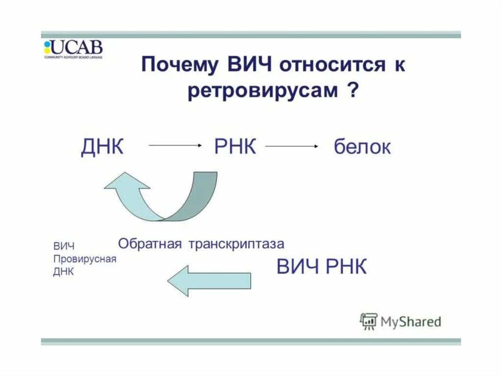 Обратная транскриптаза. Обратная транскрипция у вирусов. Обратная транскриптаза ВИЧ. Обратная транскриптаза строение. Обратная транскриптаза вируса.