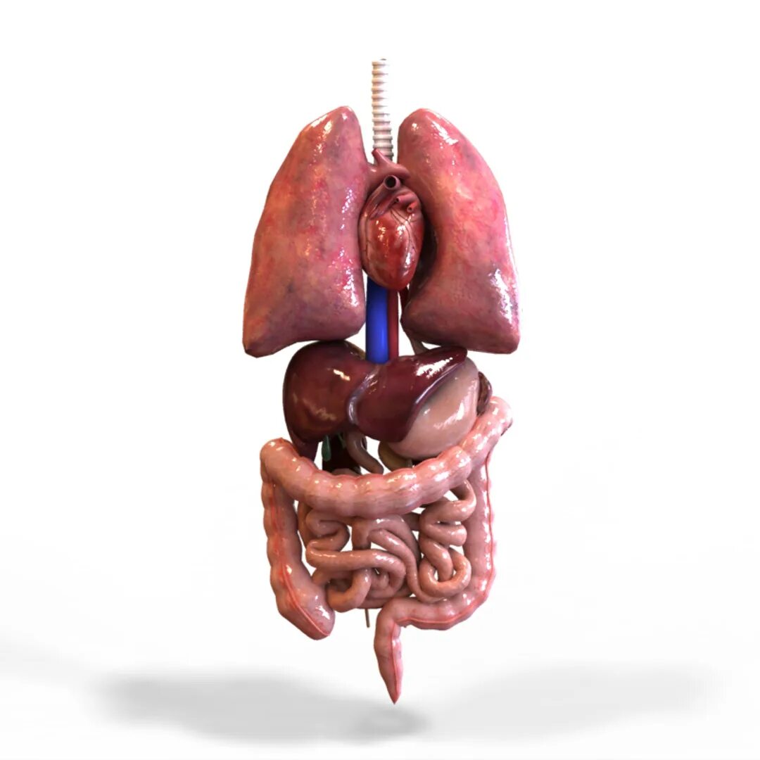 Internal organs. Органы человека. Внутренние органы. Строение человека внутренние органы.