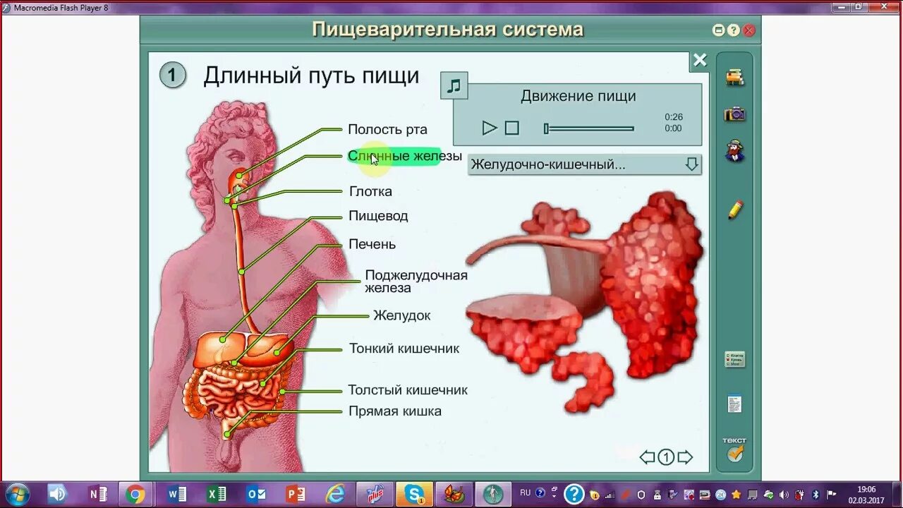 Биология человека егэ. Пищеварительная система человека ОГЭ по биологии. Строение пищеварительной системы ЕГЭ. Органы пищеварительной системы человека ЕГЭ. Пищеварительная система человека ЕГЭ биология.