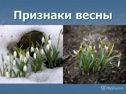 Первый признак весны