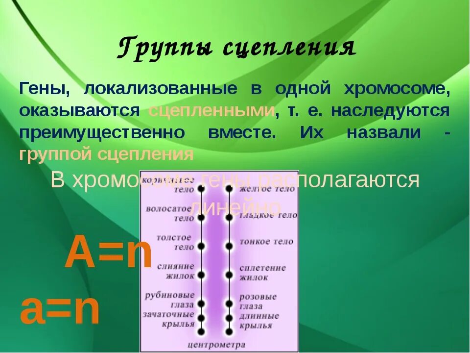 Гены одной группы сцепления наследуются. Сцепленное наследование группы сцепления. Сцепление генов в одной хромосоме. Примеры группы сцепления генов. Местоположение генов в хромосоме