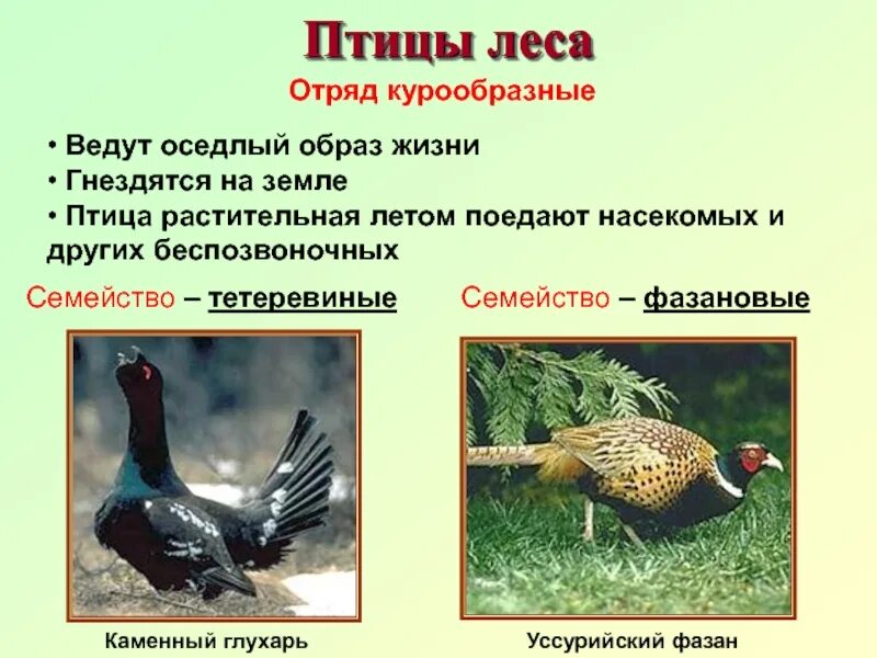 Экологические группы птиц лесные. Признаки отряда Курообразные. Отряд Курообразные (galliformes). Отряд Курообразные цевка. Отряд Курообразные характеристика кратко.