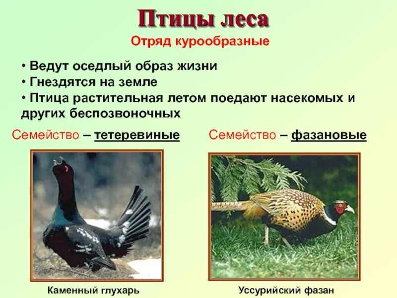 Признаки отряда Курообразные. Отряд Курообразные (galliformes). Отряд Курообразные цевка. Отряд Курообразные характеристика кратко.