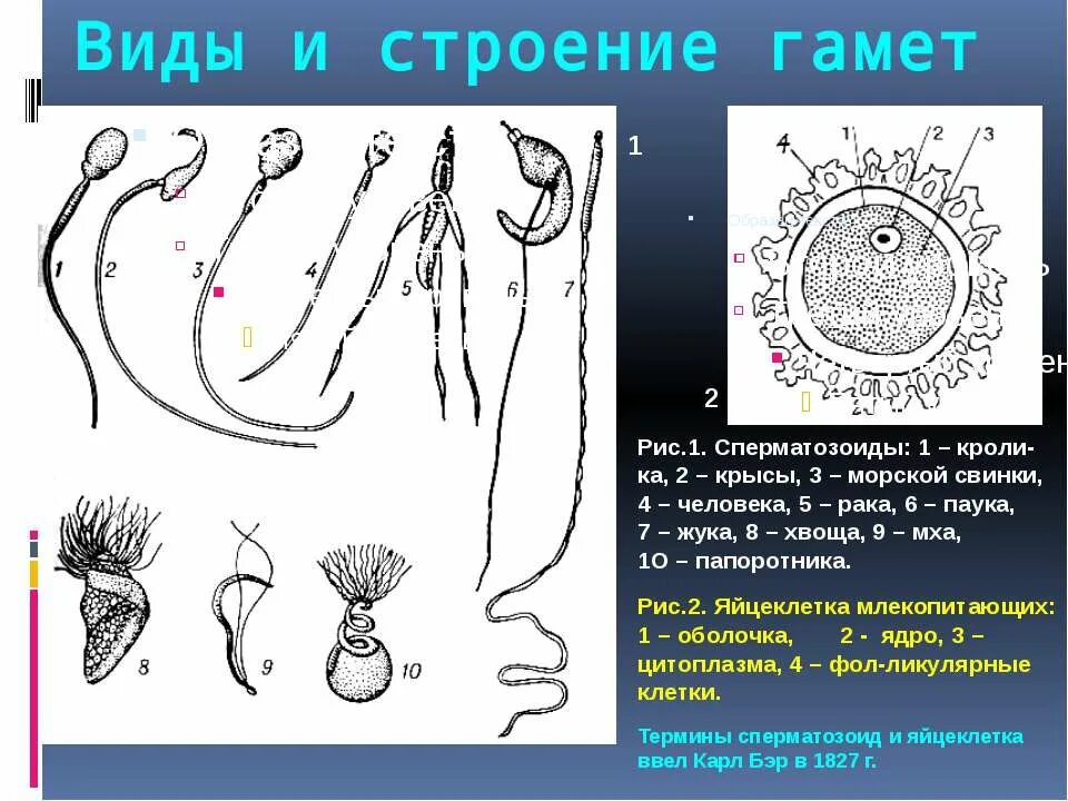 Подвижная мужская половая клетка. Строение гамет схема. Строение и функции гамет. Строение половых клеток гамет. Строение женской гаметы.