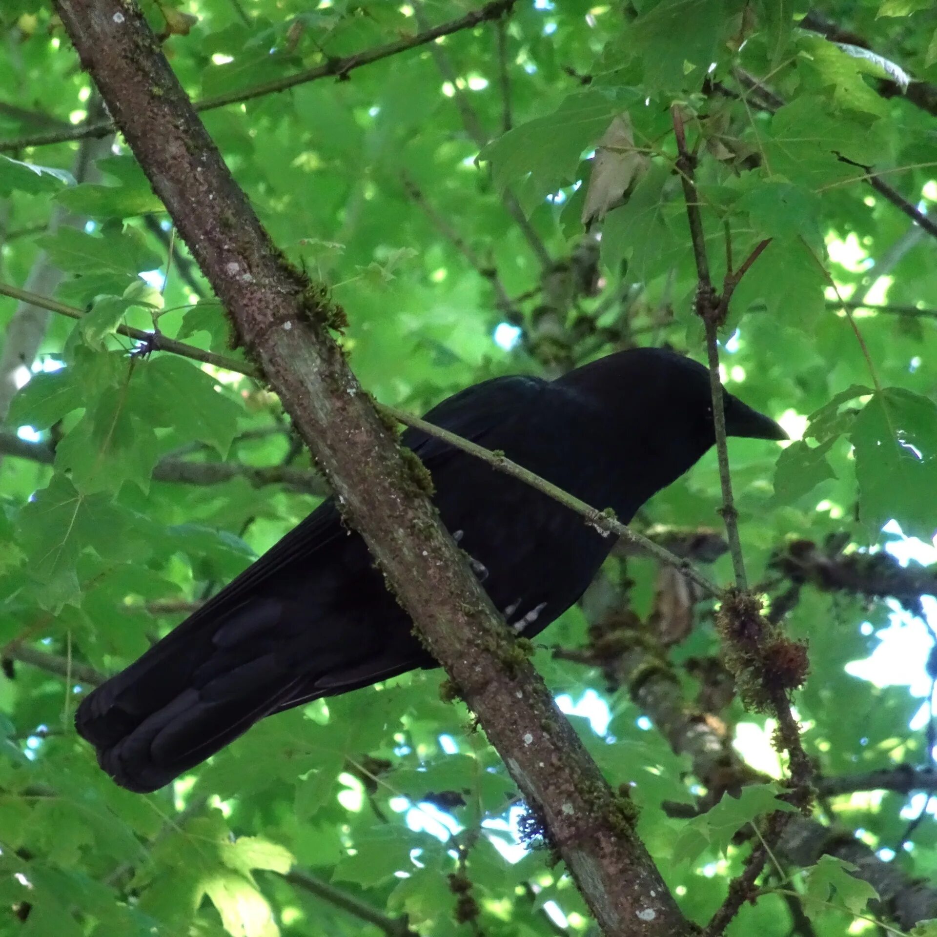 На дереве сидело 20 птиц. Ворон на дереве. Ворон обыкновенный. Ворона на ветке дерева. Черный ворон на дереве.