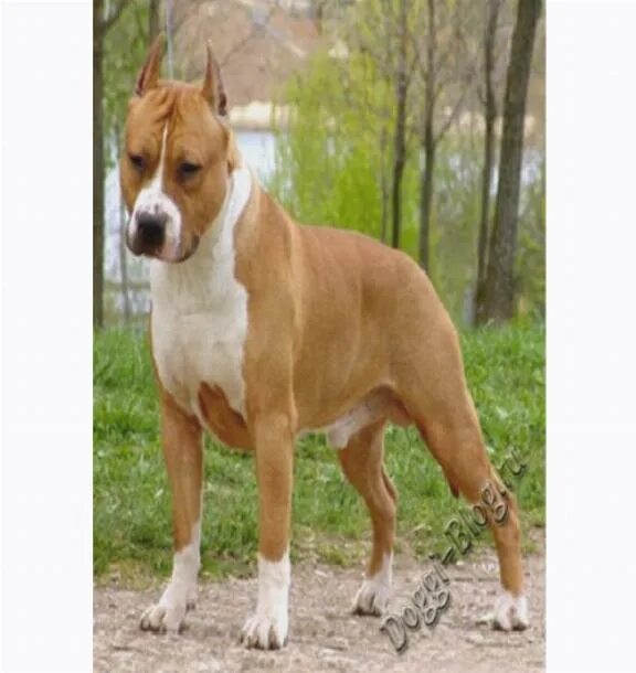 стаффорд в приюте. стаффордширский терьер бурбон. стафы в приютах в новосибирске. американский стаффордширский терьер щенок. стаффордширский приют.