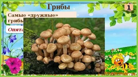 Грибы дружный народ сколько однокоренных слов