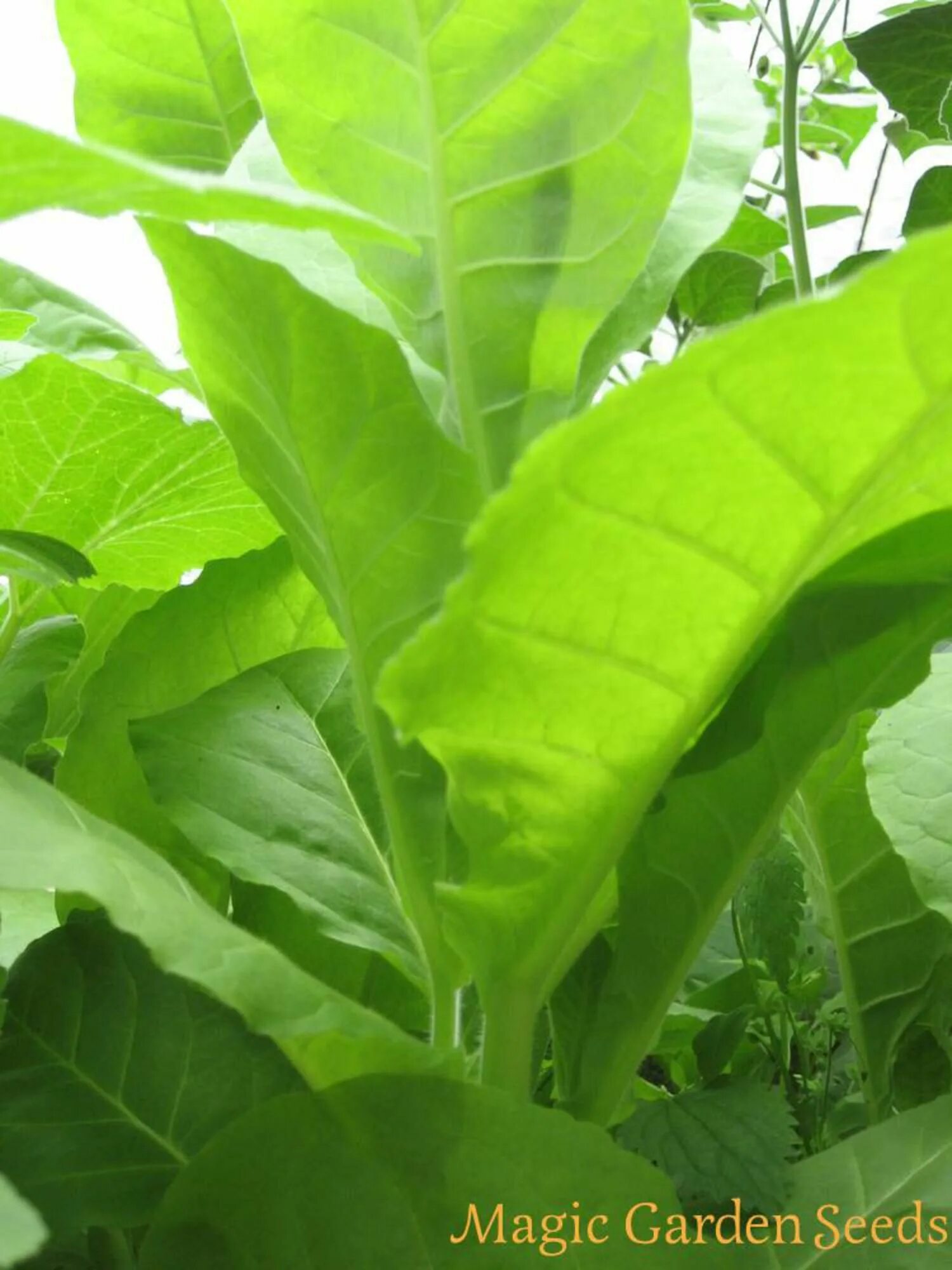 Какой сорт табака. Сорт табака nicotiana. табак вирджиния и берли. табак кентукки берли. сорт табака кентукки.
