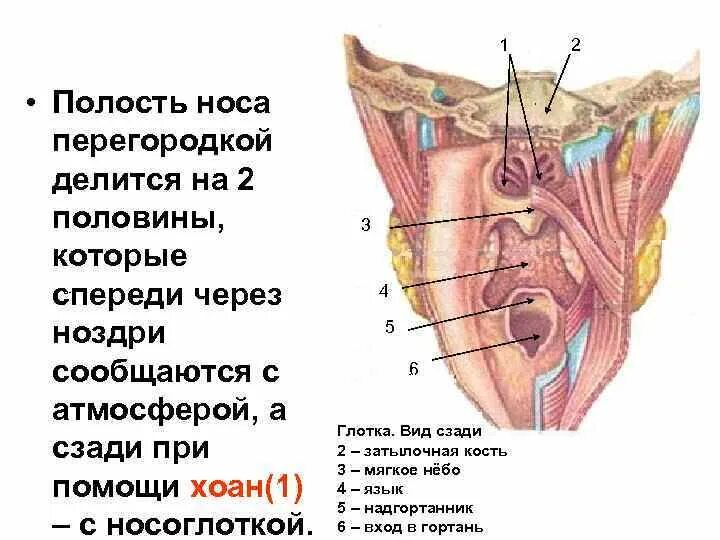 Носоглотка строение хоаны. Хоаны анатомия. Хоаны соединяют носовую полость с полостью:. Хоаны сообщают полость носа с полостью.