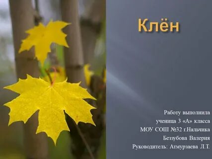 Листья клена слова