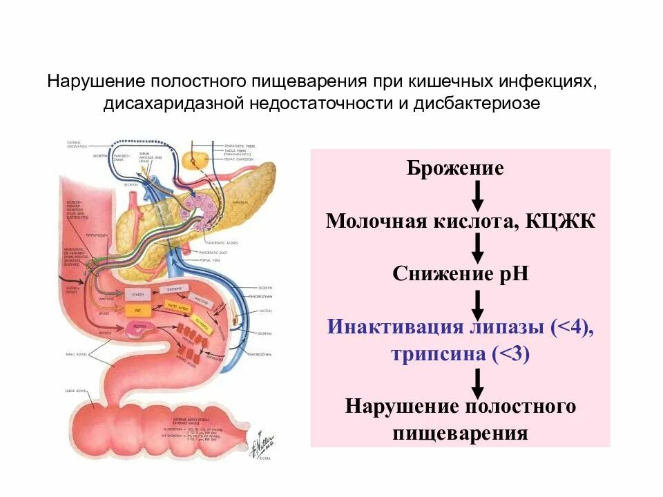 Дефицит кишечника