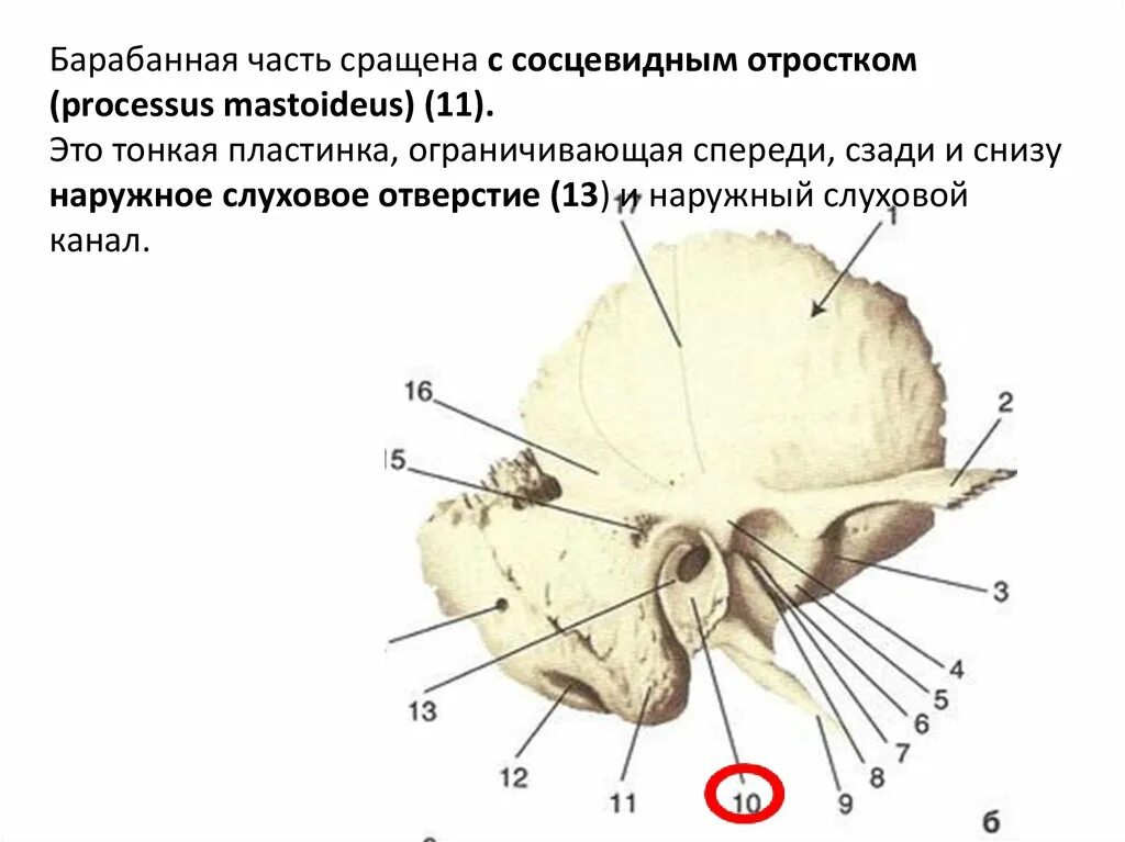 Барабанно сосцевидная щель латынь. Барабанно сосцевидная щель латынь. Барабанно сосцевидная щель латынь. Барабанная полость височной кости анатомия. Canalis facialis височной кости.